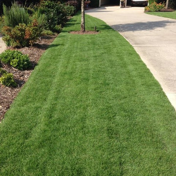 Emerald Zoysia