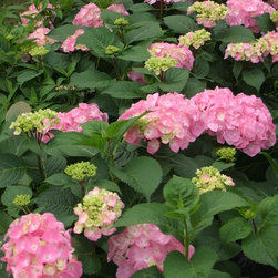 Let's Dance&reg; Big Easy Bigleaf Hydrangea - Plants