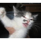 Shirley Badawi's photo