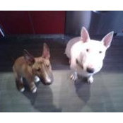 Brewster Punky's photo
