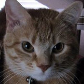 Cindy Wickersham's photo