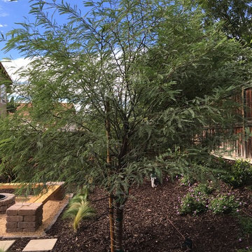 Chilean Mesquite