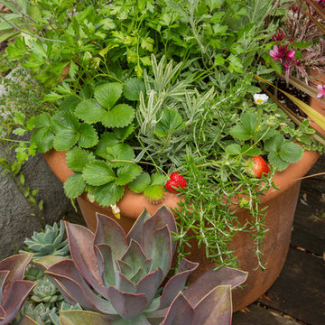 Garden in the Excelsior