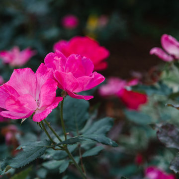 Plantings