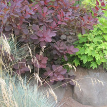 Plants
