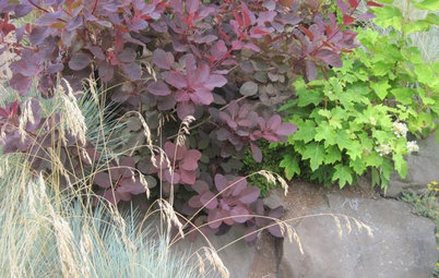 5 Purple-Leaf Majesties of Shrubs
