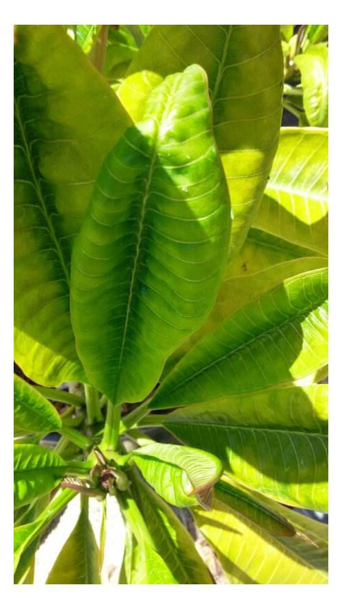 Plumeria leaves turning yellow/brown; Some leaves curl