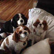 Pete Venditto's photo