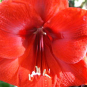 Susan Williams's photo
