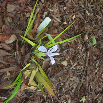California Native Plants