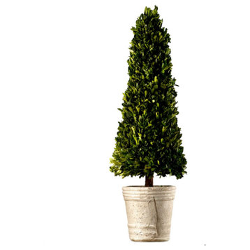 Serene Spaces Living Preserved Boxwood Cone Topiary in a Pot, 31.5" H & 9" D