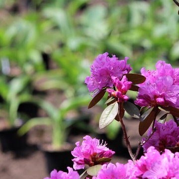 Residential Landscape Maintenance
