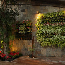 Plants