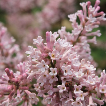 Scent and Sensibility™ Pink Lilac