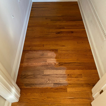 Colonial Maple - Chester