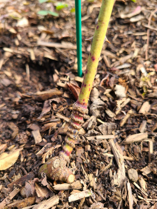 Help! Is this rose stem girdler?