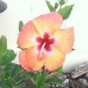 Mailee Turner's photo