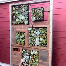 Succulent designs
