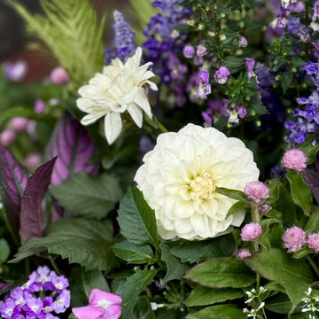 Summer Containers