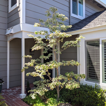 Aesthetic Small Tree Pruning