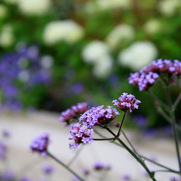 Hampstead Small Garden