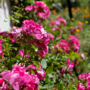 Un jardin en ville ...