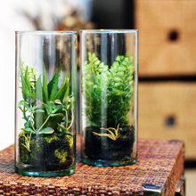 Terrariums