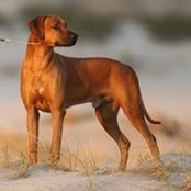 Lin CopperRidge Ridgebacksさんの写真