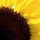 sunflower1025