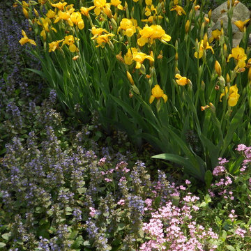 Iris & Ajuga Companion Planting
