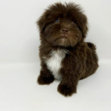 Havanese