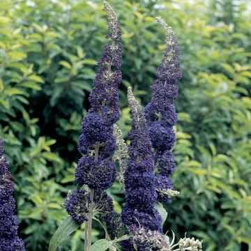 English Butterfly™ Adonis Blue™ Butterfly Bush (Buddleia)