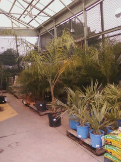 pix Lowes Palm Desert California lowes has palms