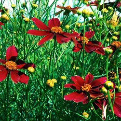 Featured Plants - Products