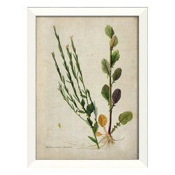 The Artwork Factory - Barbarea Stricta Botanical Framed Artwork - Prints And Posters