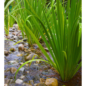 Swales and Rain Gardens