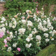ROSES