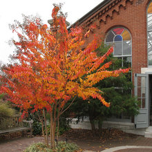 Great Design Plant: Crepe Myrtle
