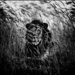 Laurent Baheux - Products