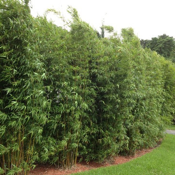Bamboo Retreat