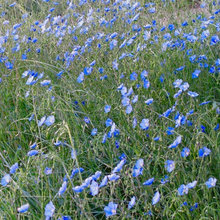 Meadow plants