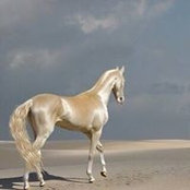 حنان العنزيs foto
