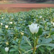 Tzai Kham's photo
