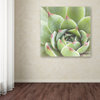 Laura Marshall 'Garden Succulents III Color' Canvas Art, 18 x 18