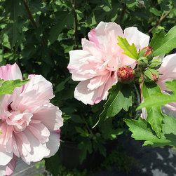 Current Featured Plants - Products