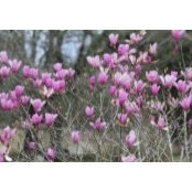 Kathy Loftin's photo