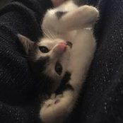 Irina Mamonova's photo