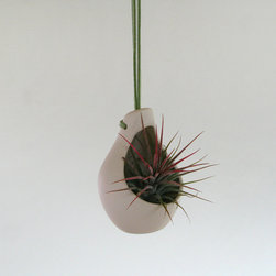 Clove Hanging Planter - Products