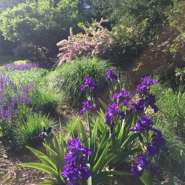 Meadow Planting, Westport CT