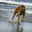 Ankit SubsGC 11 bug bash
